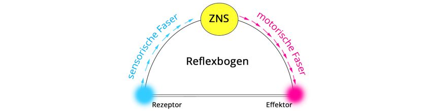 Grafik Reflexmuster